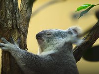 Schönbrunn 17. März 2015 / Vienna Zoo 17th March 2015