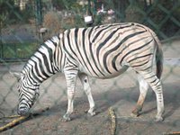 Schönbrunn 28. Oktober 2016 / Vienna Zoo 28th October 2016